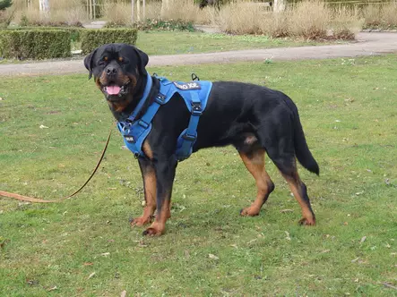 Euro Joe Taktinen valjas sininen S - Koiran valjaat - 6064 - 2