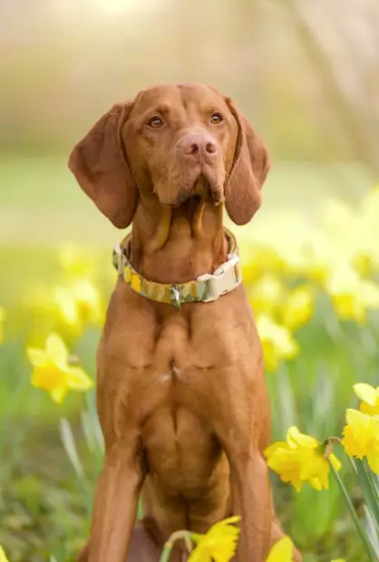 Woolly Wolf Cloudbeam panta XS - Koiran tekstiilipannat - 6299 - 2